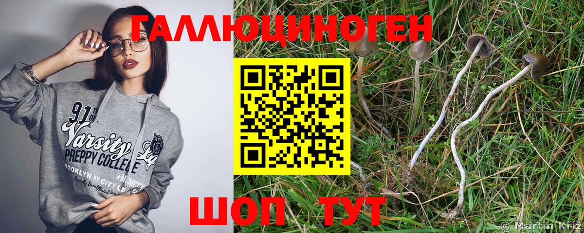 Псилоцибиновые грибы мицелий Елизово